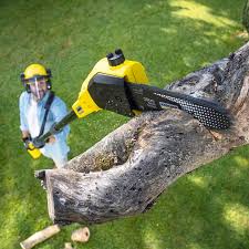 Best Tree Disease Treatment  in Clifton, AZ