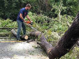 Best Stump Grinding and Removal  in Clifton, AZ