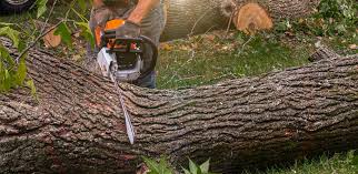 Best Lawn Disease Treatment  in Clifton, AZ