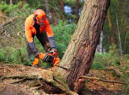 Best Tree Preservation Services  in Clifton, AZ