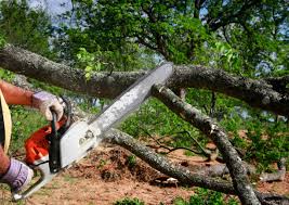 Best Lawn Pest Prevention  in Clifton, AZ