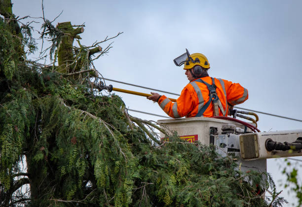 Best Tree and Shrub Care  in Clifton, AZ