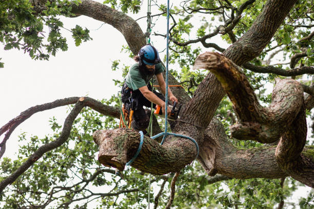 Best Emergency Tree Removal  in Clifton, AZ