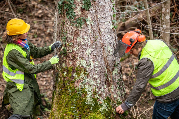 Trusted Clifton, AZ Tree Care Experts