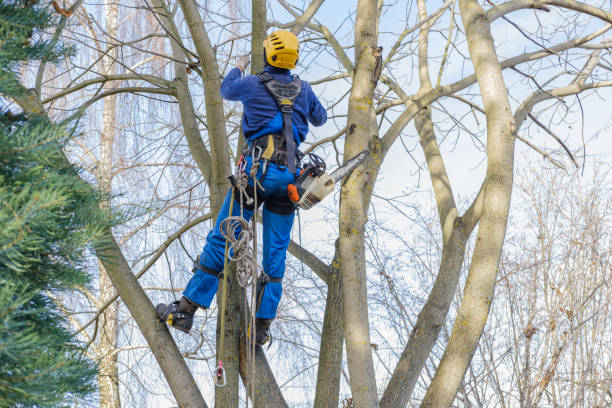 Best Pest Control for Lawns  in Clifton, AZ