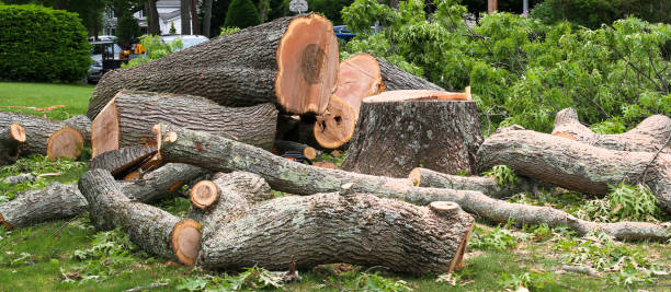 Best Root Management and Removal  in Clifton, AZ