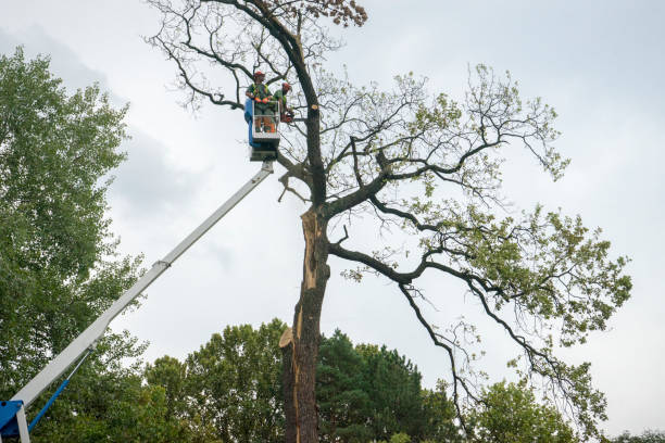 Best Tree Mulching  in Clifton, AZ