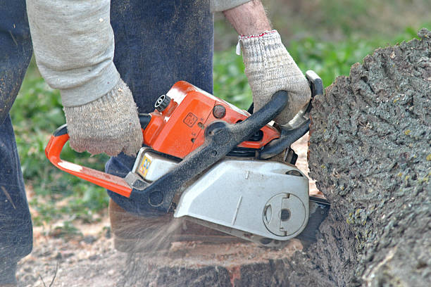 Best Seasonal Cleanup (Spring/Fall)  in Clifton, AZ