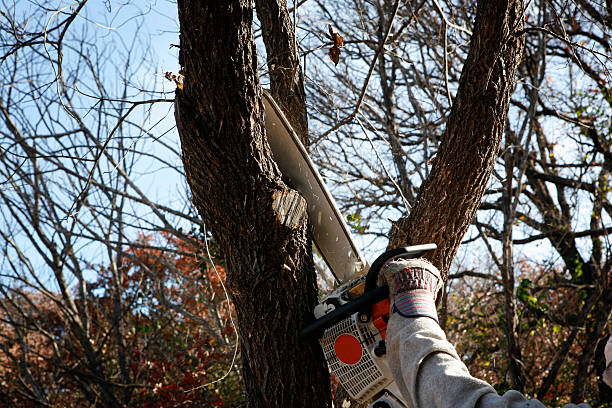 Best Utility Line Clearance  in Clifton, AZ