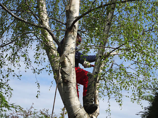 Best Tree Trimming and Pruning  in Clifton, AZ