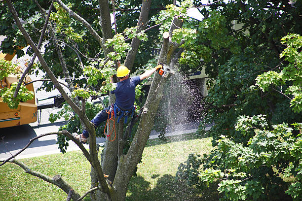 Best Tree Risk Assessment  in Clifton, AZ