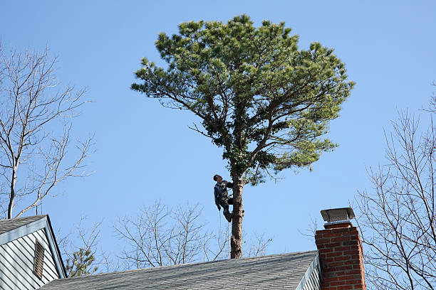 Best Palm Tree Trimming  in Clifton, AZ
