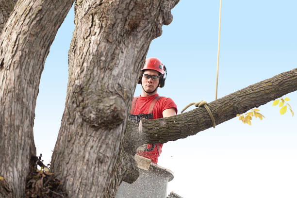 How Our Tree Care Process Works  in  Clifton, AZ
