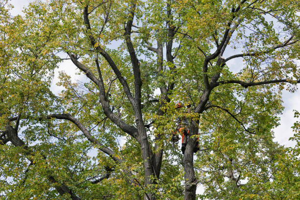 Best Fruit Tree Pruning  in Clifton, AZ